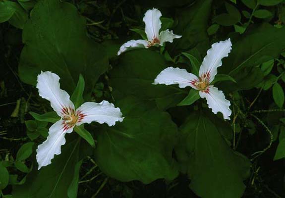 PaintedTrillium