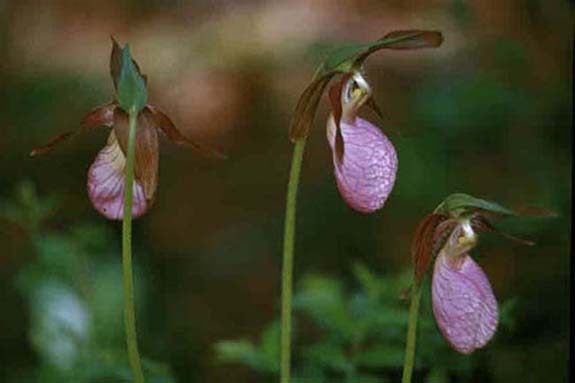 PinkLadySlipper