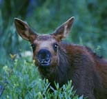 Baby Moose,GrandTetons