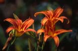 Orange Lillies