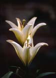 White Lillies